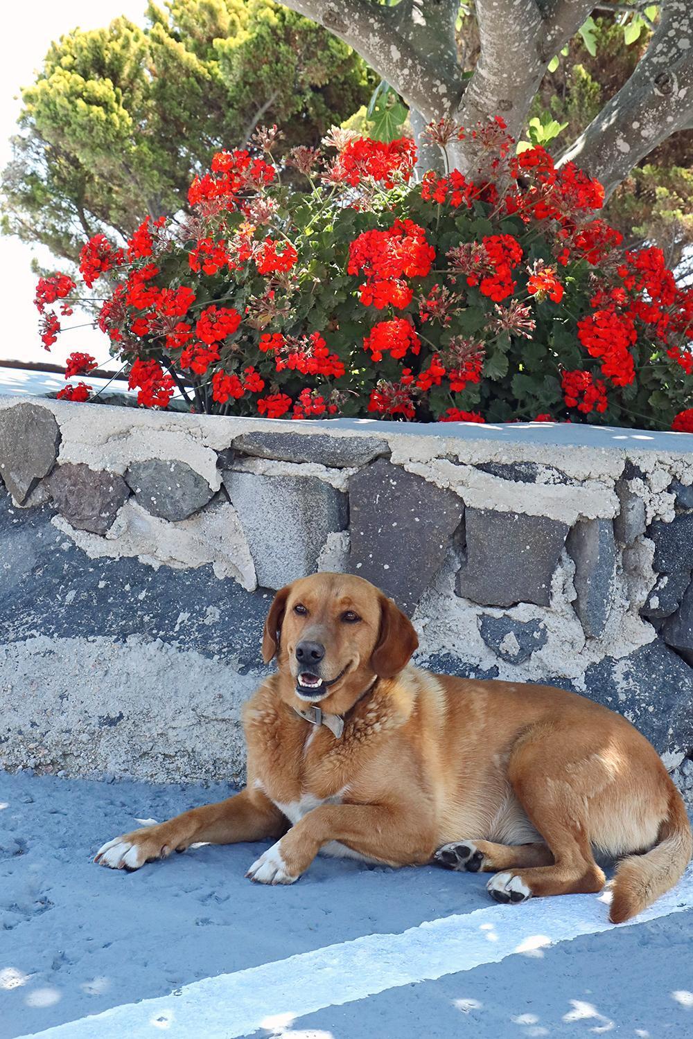 Phaos Santorini Suites Imerovigli  Dış mekan fotoğraf